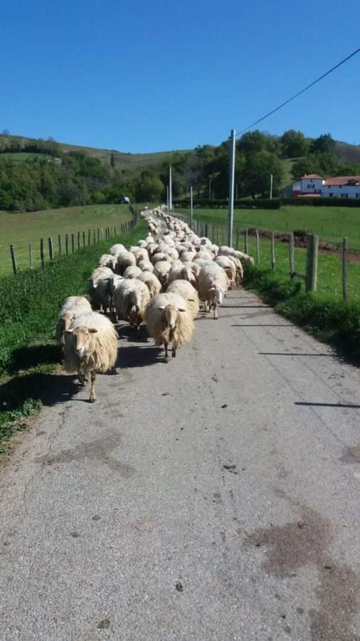 Gite A La Ferme Larranda Suhescun Εξωτερικό φωτογραφία