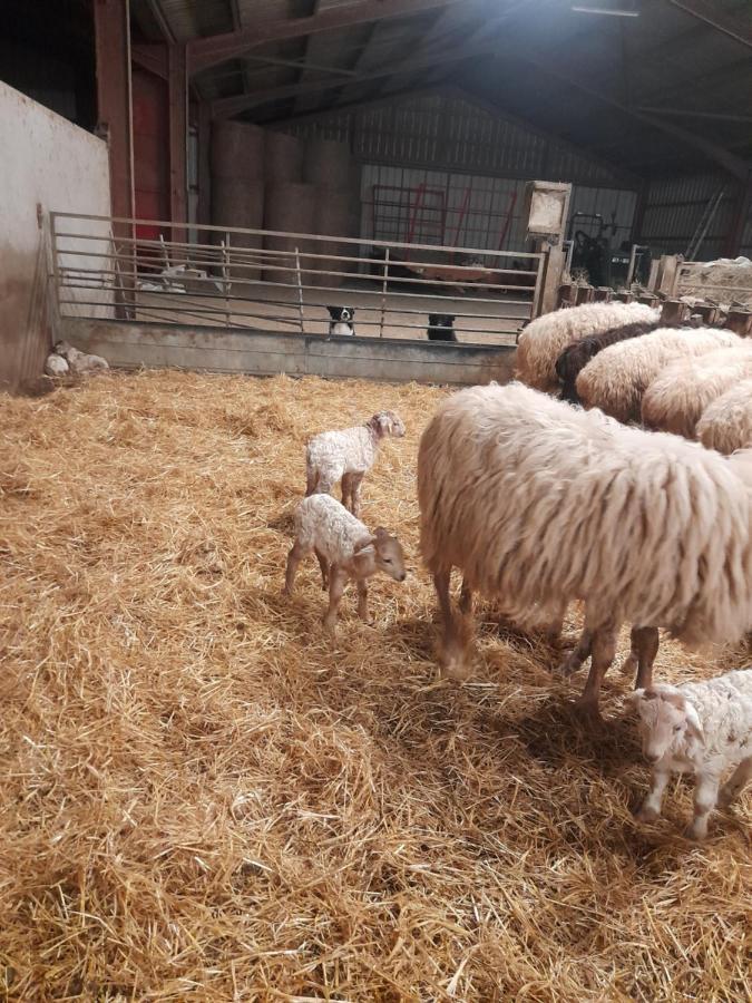 Gite A La Ferme Larranda Suhescun Εξωτερικό φωτογραφία
